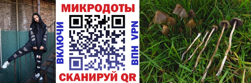 Псилоцибиновые грибы мицелий  Купить  Невель 